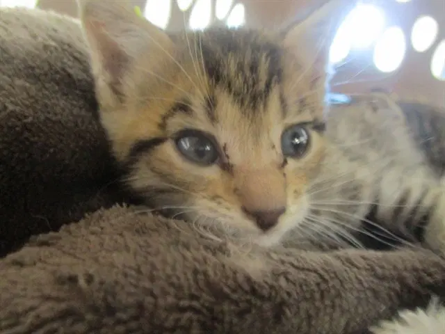 Bodi - Domestic Short Hair