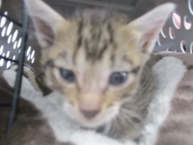 Queen - Domestic Short Hair