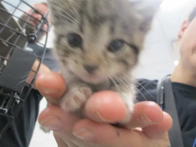 Boots - Domestic Short Hair