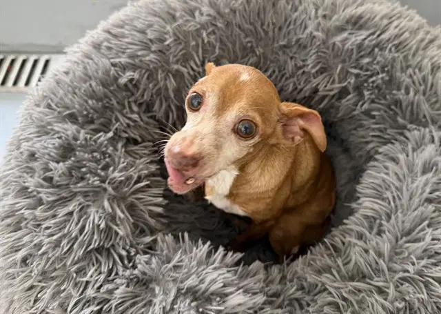 Benji - Chihuahua