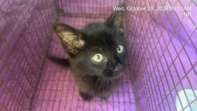 Tortilla - Domestic Short Hair