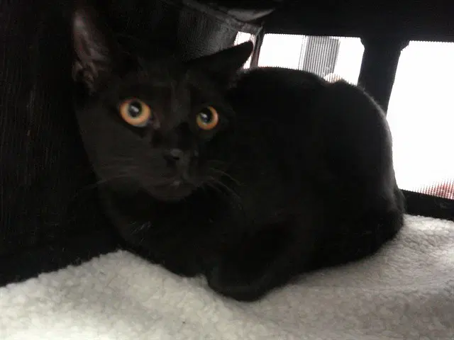 Bean - Domestic Short Hair