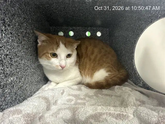 Simba image 1