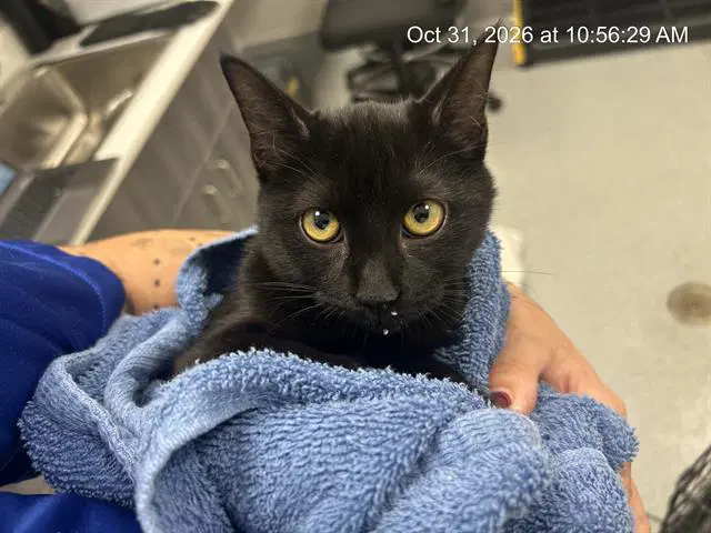 Unknown - Domestic Short Hair