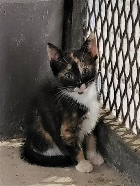 Miss Prima - Domestic Short Hair