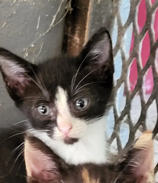 Unknown - Domestic Short Hair