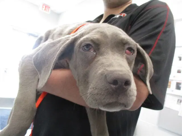 Unknown - Mastiff