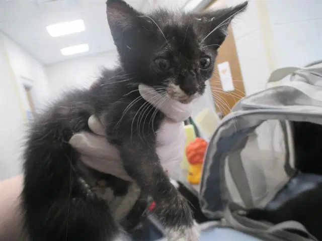 Oliver - Domestic Short Hair