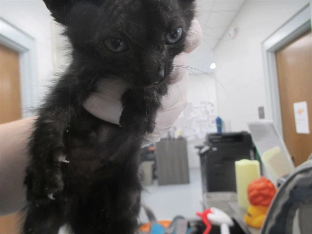 Oliver
