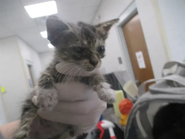 Unknown - Domestic Short Hair