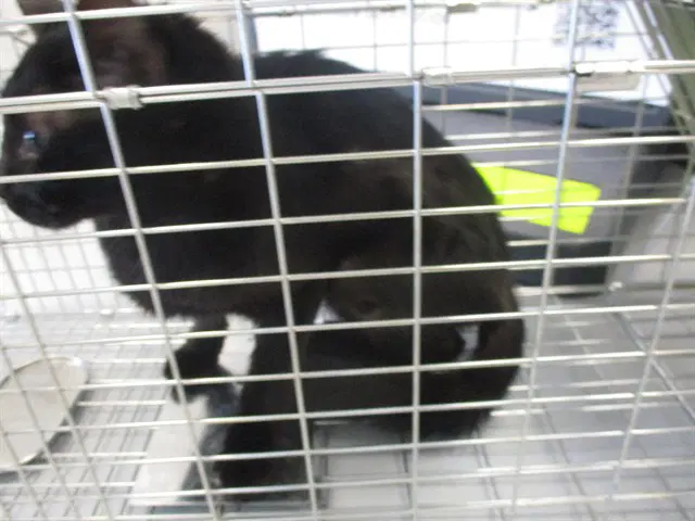 Freya - Domestic Short Hair
