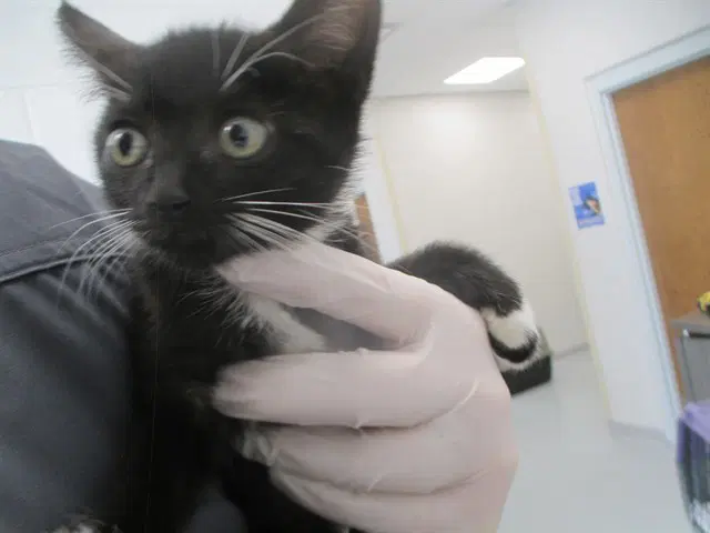 Unknown - Domestic Short Hair