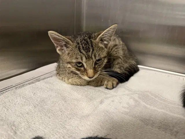 Unknown - Domestic Short Hair