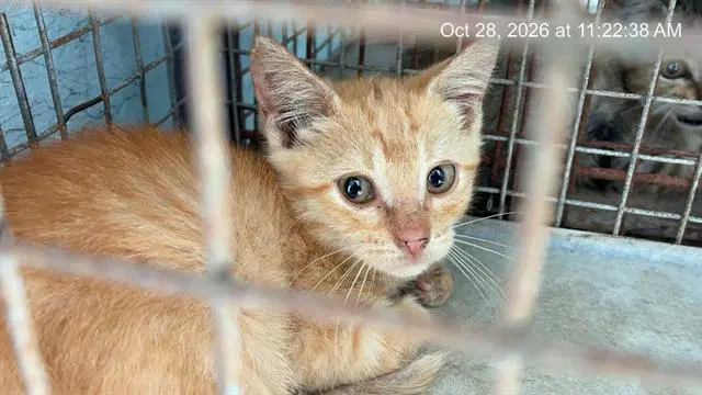 Unknown - Domestic Short Hair