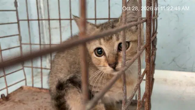 Unknown - Domestic Short Hair