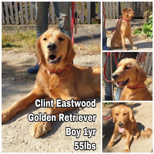 adoptable Dog in Federal Way, WA named Clint Eastwood from Korea