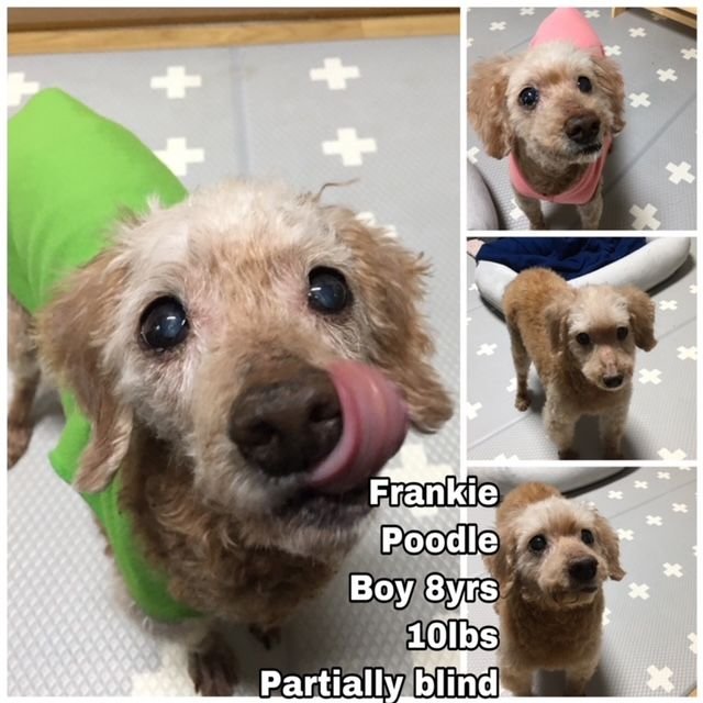 adoptable Dog in Federal Way, WA named Frankie from Korea-special needs nearly blind dog