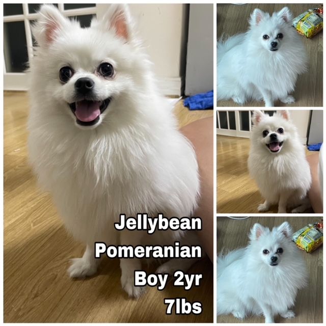 Dog for Adoption Jellybean from Korea, a Pomeranian in Orting, WA