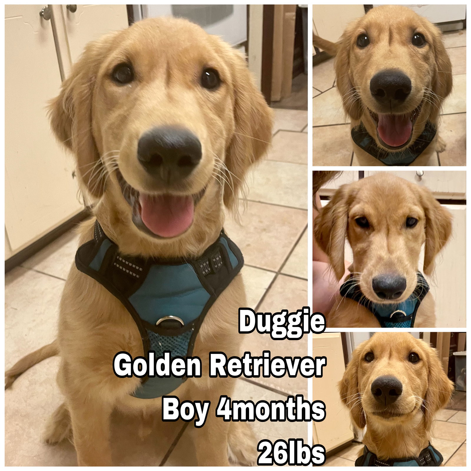 Dog for Adoption Duggie, a Golden Retriever in Lynnwood, WA Alpha Paw