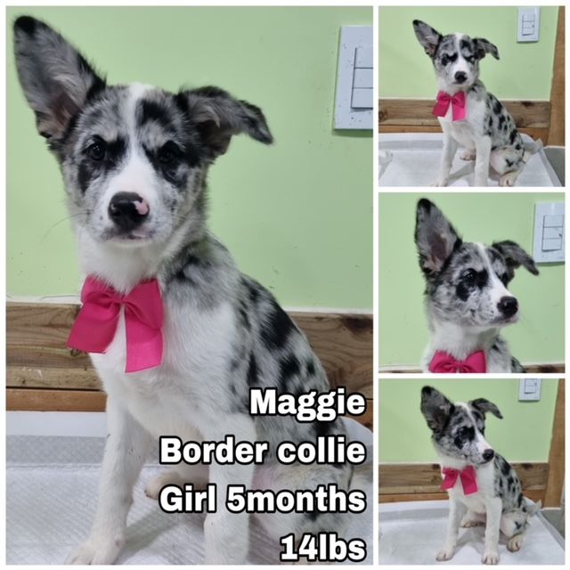 Dog for Adoption Maggie from Korea, a Border Collie in Tukwila, WA