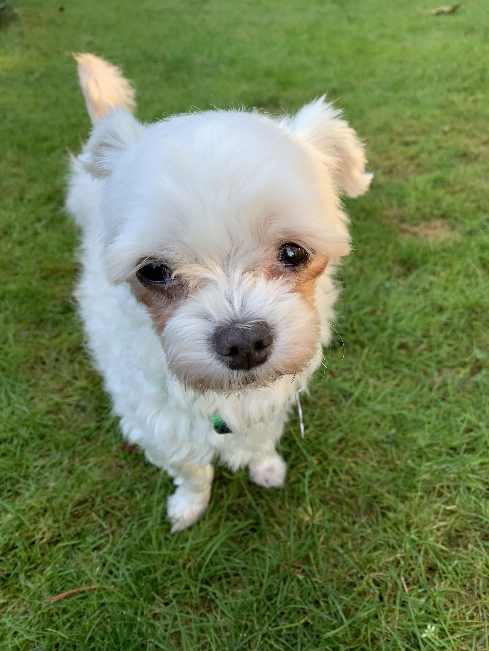 dog-for-adoption-tilly-from-korea-a-maltese-in-thurston-county-wa