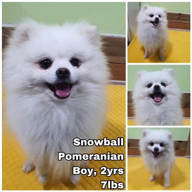 dog-for-adoption-snowball-from-korea-a-pomeranian-in-manchester-wa