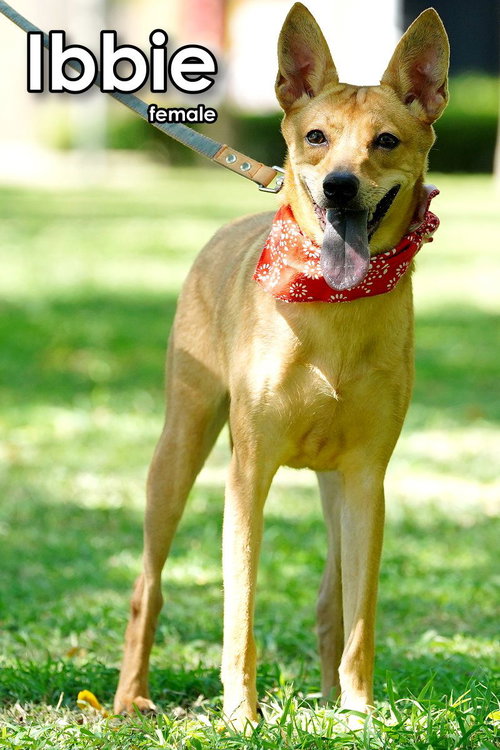 IBBIE FROM TAIWAN - Mountain Dog available for adoption
