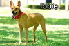 Ibbie from Taiwan - Photo 5