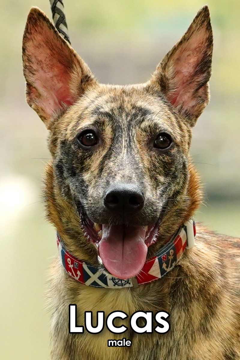 adoptable Dog in Federal Way, WA named Lucas from Taiwan