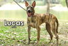 Lucas from Taiwan - Photo 2