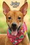 adoptable Dog in Federal Way, WA named July from Taiwan