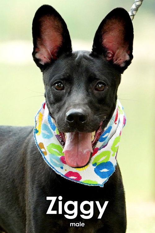 ZIGGY FROM TAIWAN - Mountain Dog available for adoption