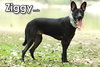 Ziggy from Taiwan - Photo 4