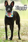 Ziggy from Taiwan - Photo 5