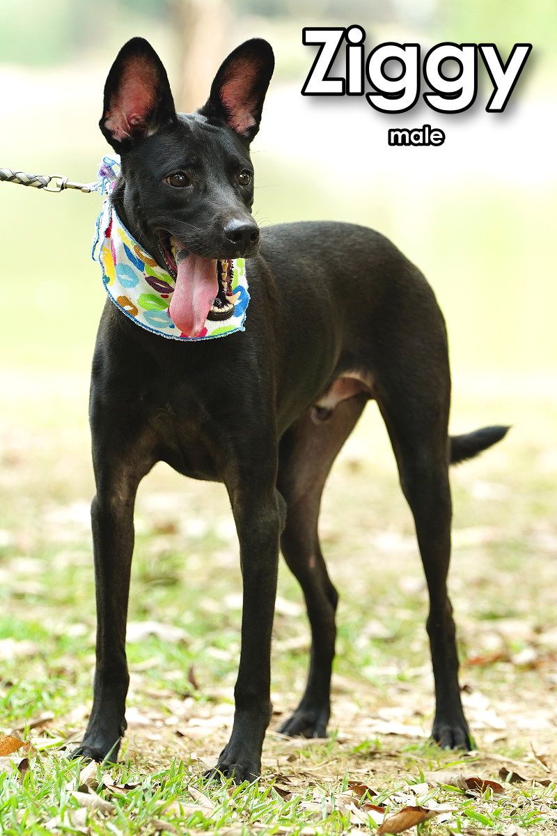 Ziggy from Taiwan