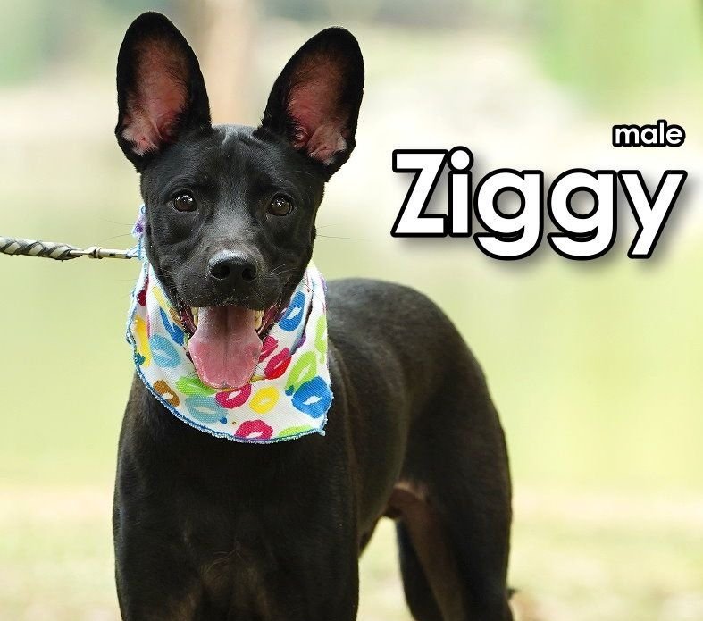 adoptable Dog in Federal Way, WA named Ziggy from Taiwan