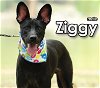 adoptable Dog in  named Ziggy from Taiwan