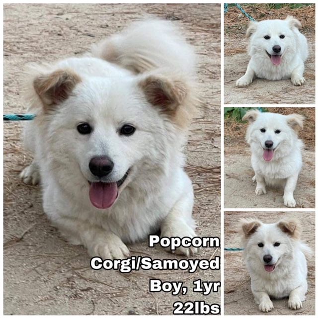 Dog for Adoption Popcorn from Korea, a Samoyed in Edgewood, WA Alpha Paw