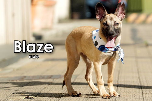 BLAZE FROM TAIWAN - Mountain Dog available for adoption