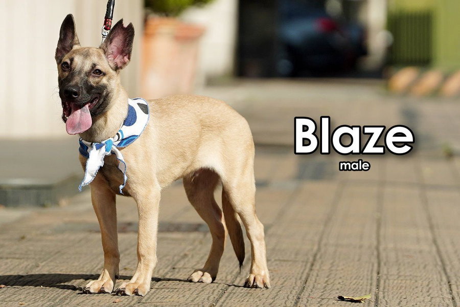 Blaze from Taiwan