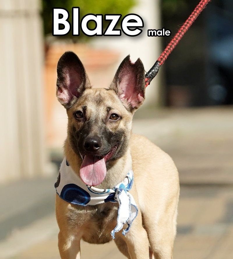 adoptable Dog in Federal Way, WA named Blaze from Taiwan