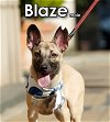 adoptable Dog in  named Blaze from Taiwan