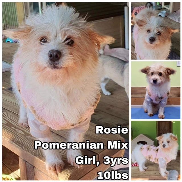 Dog for Adoption Rosie from Korea, a Pomeranian in Olympia, WA