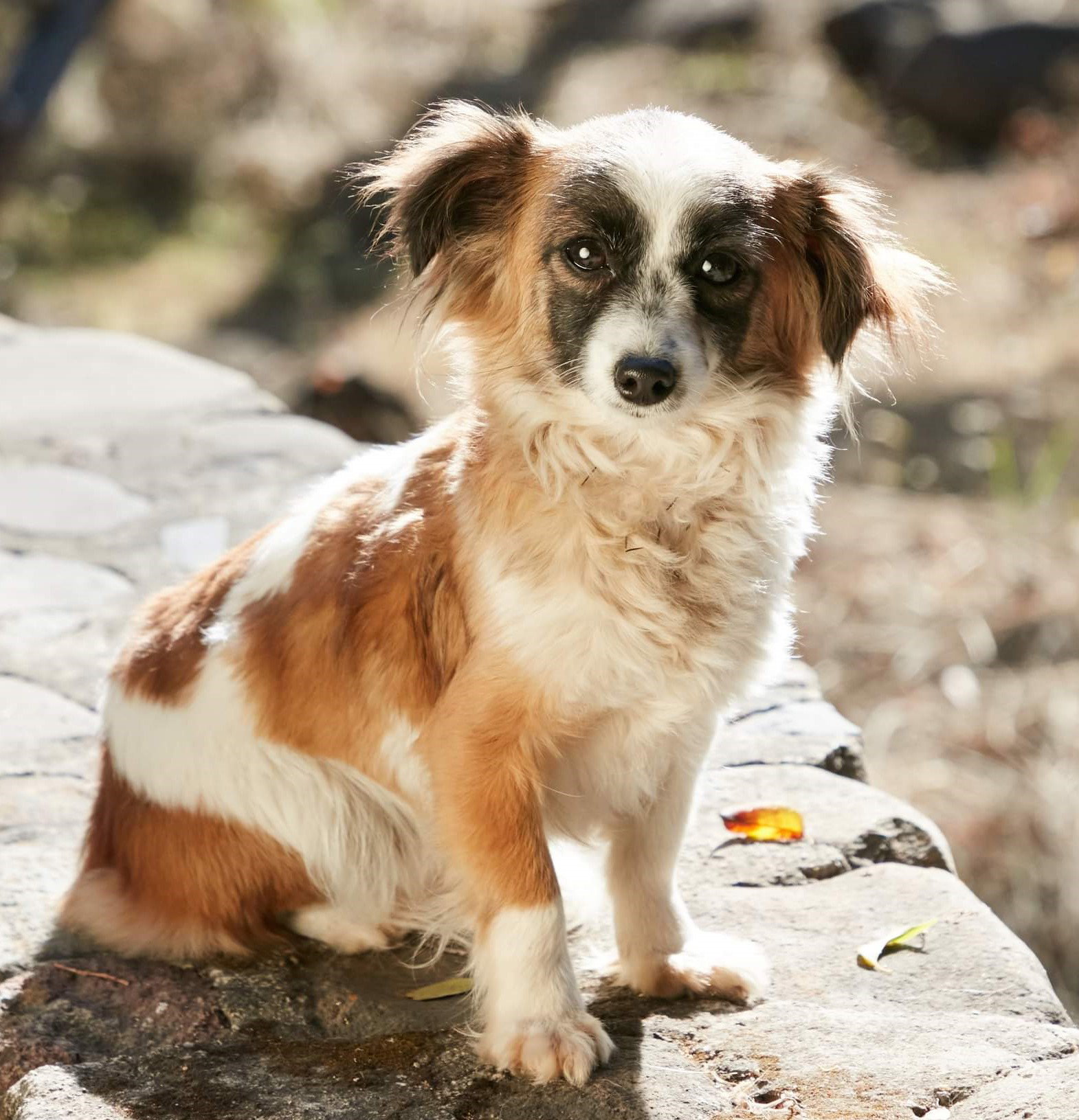 Dog for Adoption Reese Syd from Mexico, a Papillon in Seattle, WA Alpha Paw