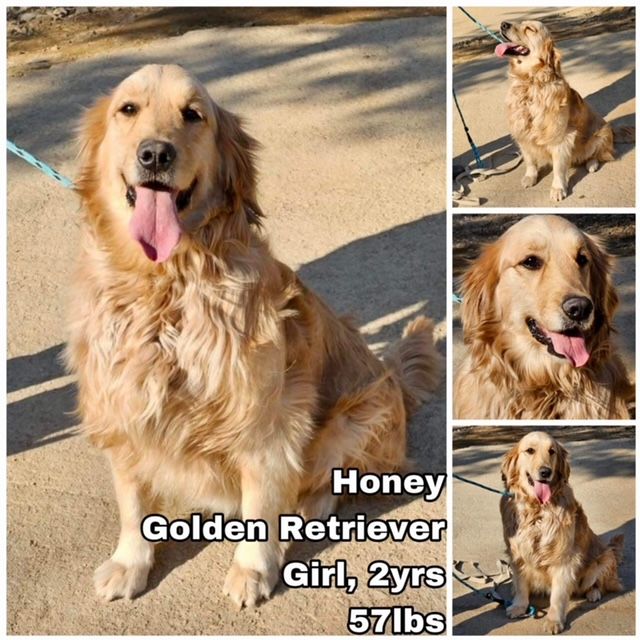 Dog for Adoption Honey from Korea, a Golden Retriever in Lynnwood, WA