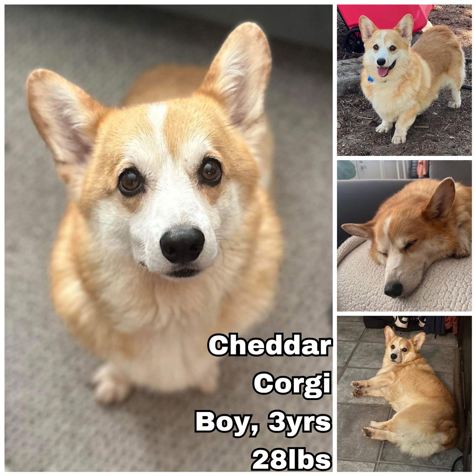 Korean corgi hot sale