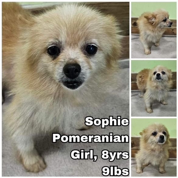 adoptable Dog in Federal Way, WA named Sophie from Korea