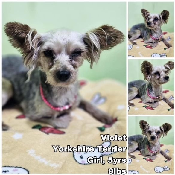 adoptable Dog in Federal Way, WA named Violet from Korea