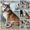 adoptable Dog in Federal Way, WA named Finn from Korea