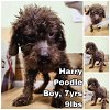adoptable Dog in  named Harry from Korea